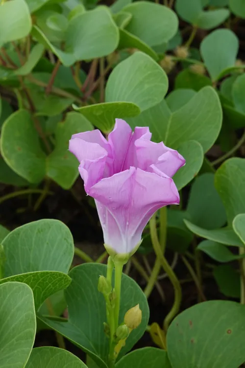Beach Flowers