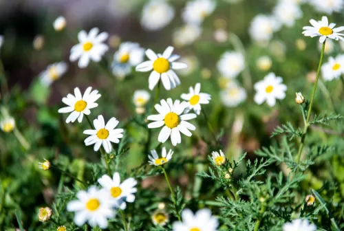 Chamomile