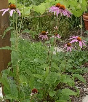 Echinacea