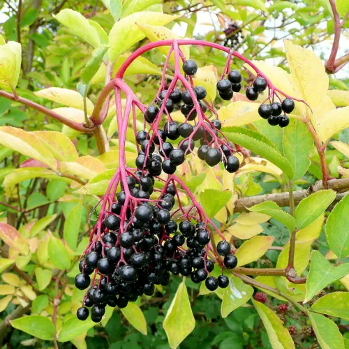 Elderberry