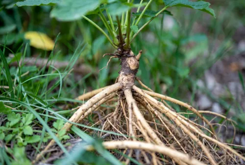 Eleuthero Root