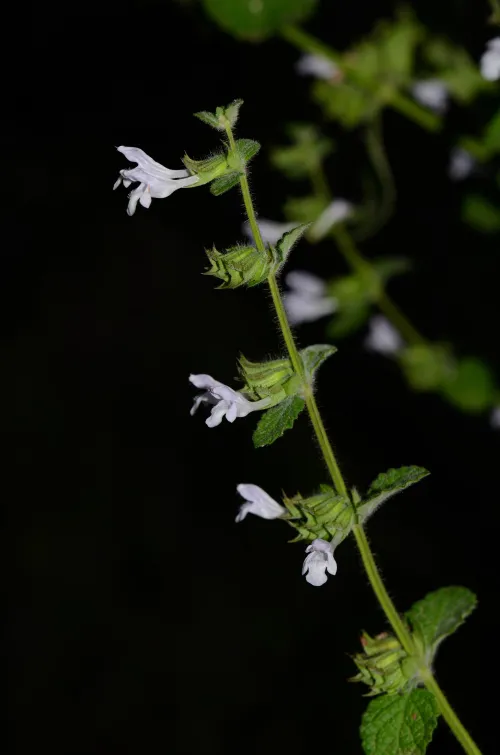 Lemon Balm