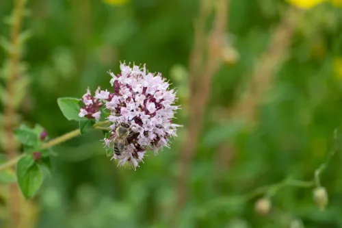 Oregano