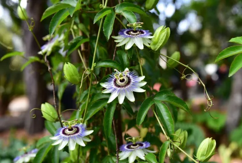 Passionflower