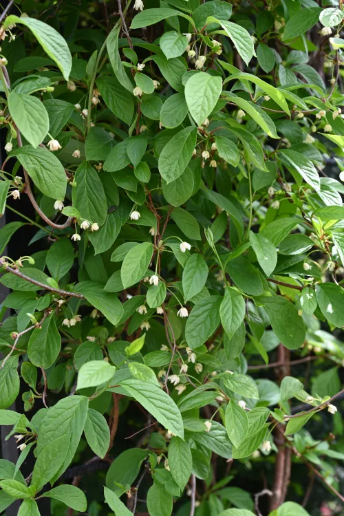 Schisandra