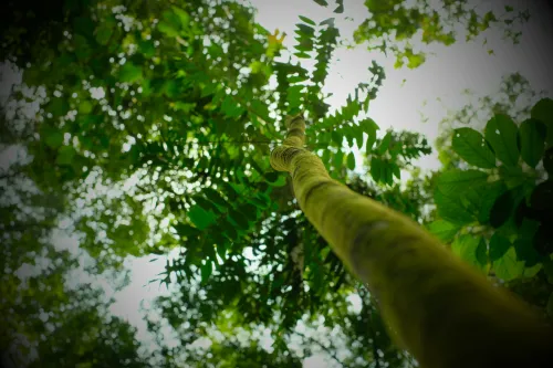 Tongkat Ali