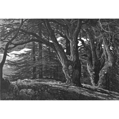 Cedarwood