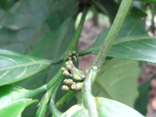 Clove Leaf