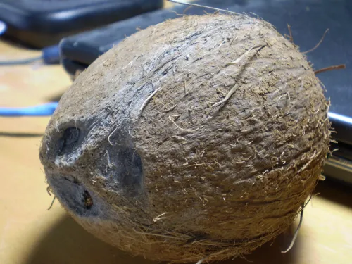 Coconut