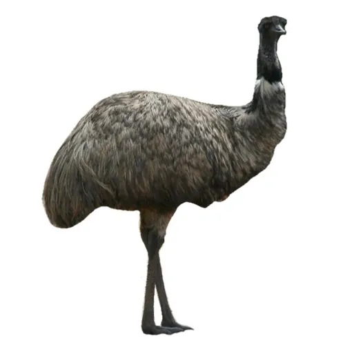 Emu Oil
