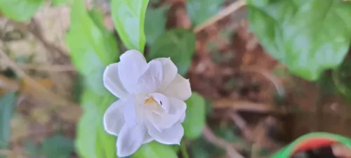 Jasmine Essential Oil