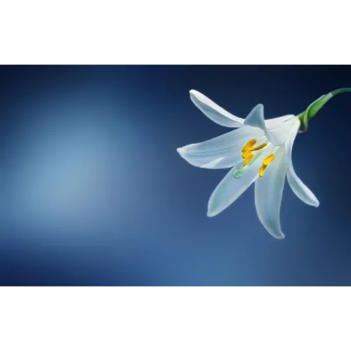 Lilies