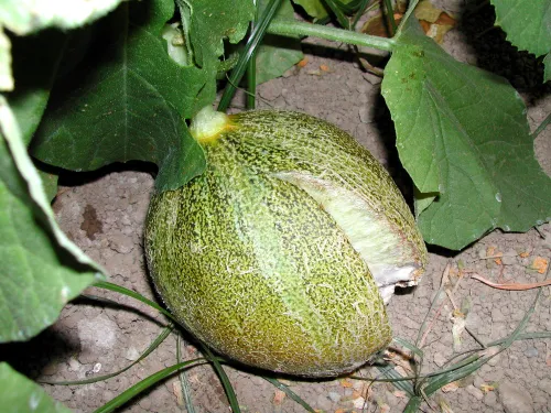 Melon