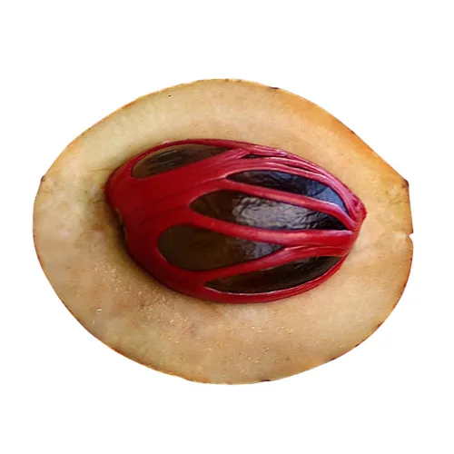 Nutmeg