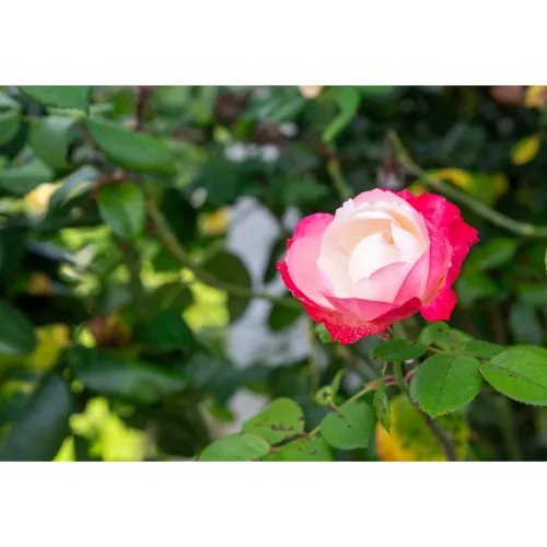 Rose Petals